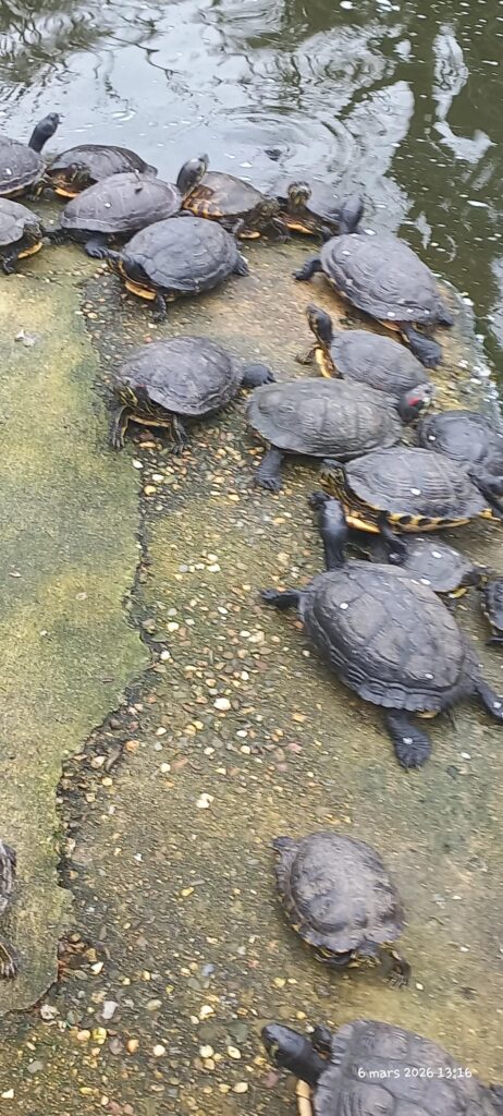 Sortie au Refuge de l’Arche ! 8 20260306 131605 1