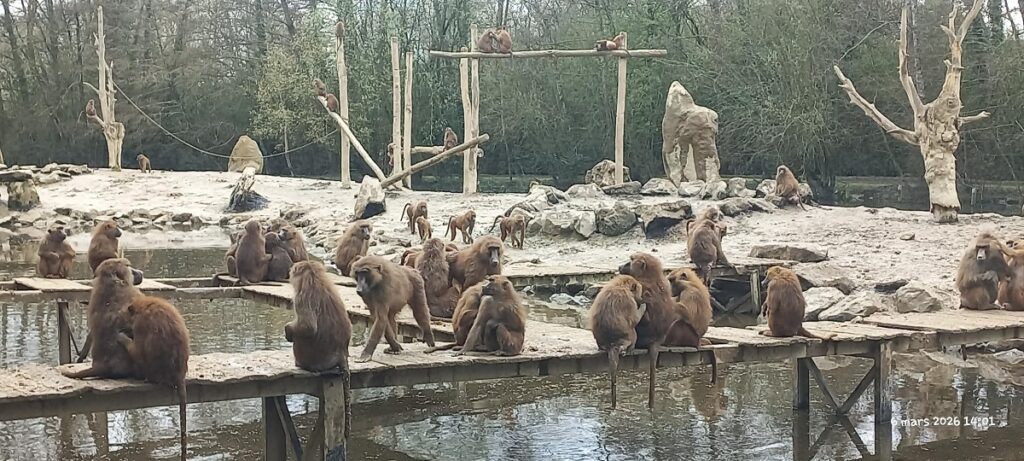 Sortie au Refuge de l’Arche ! 4 20260306 140142 1